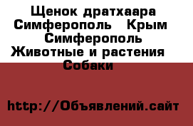 Щенок дратхаара Симферополь - Крым, Симферополь Животные и растения » Собаки   